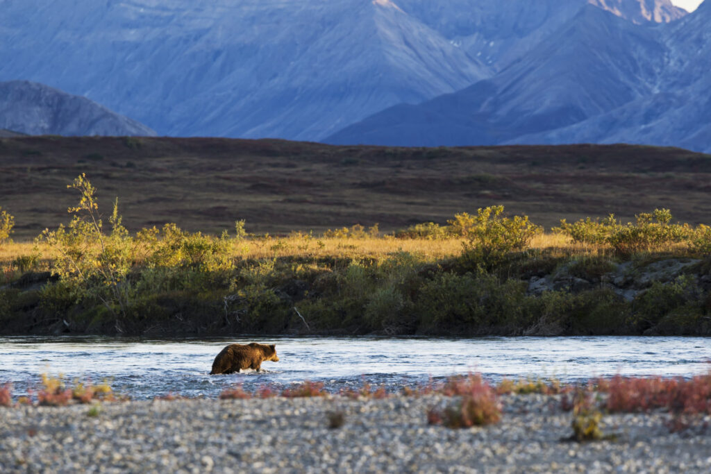 Kodiak bears in Noatak River